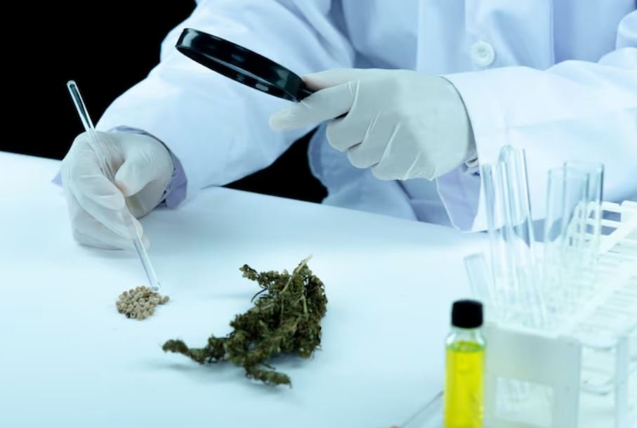Drug Testing in the Age of Legal Weed, The 2026 Compliance Puzzle Employers Keep Failing